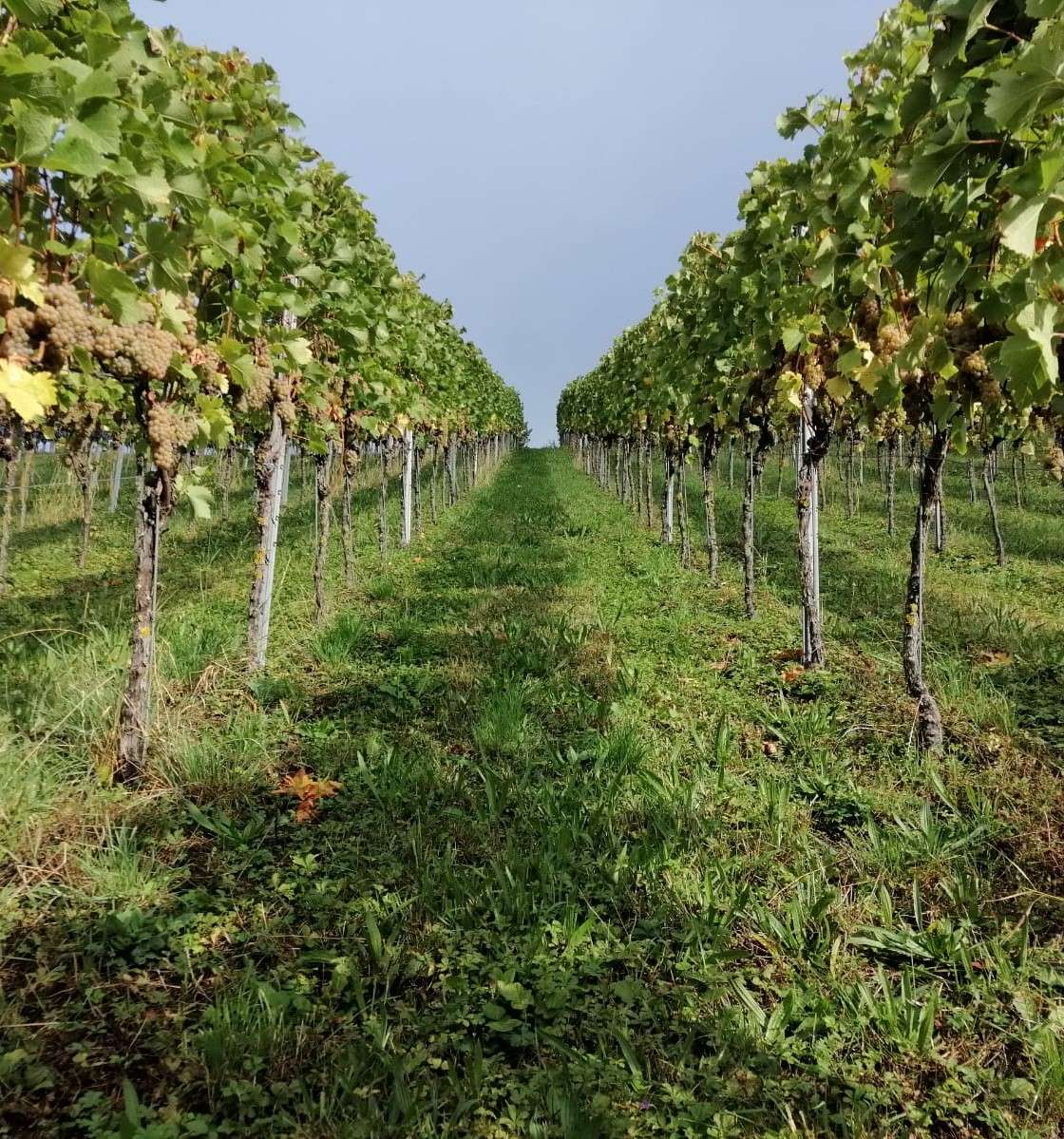 PIWI vineyard