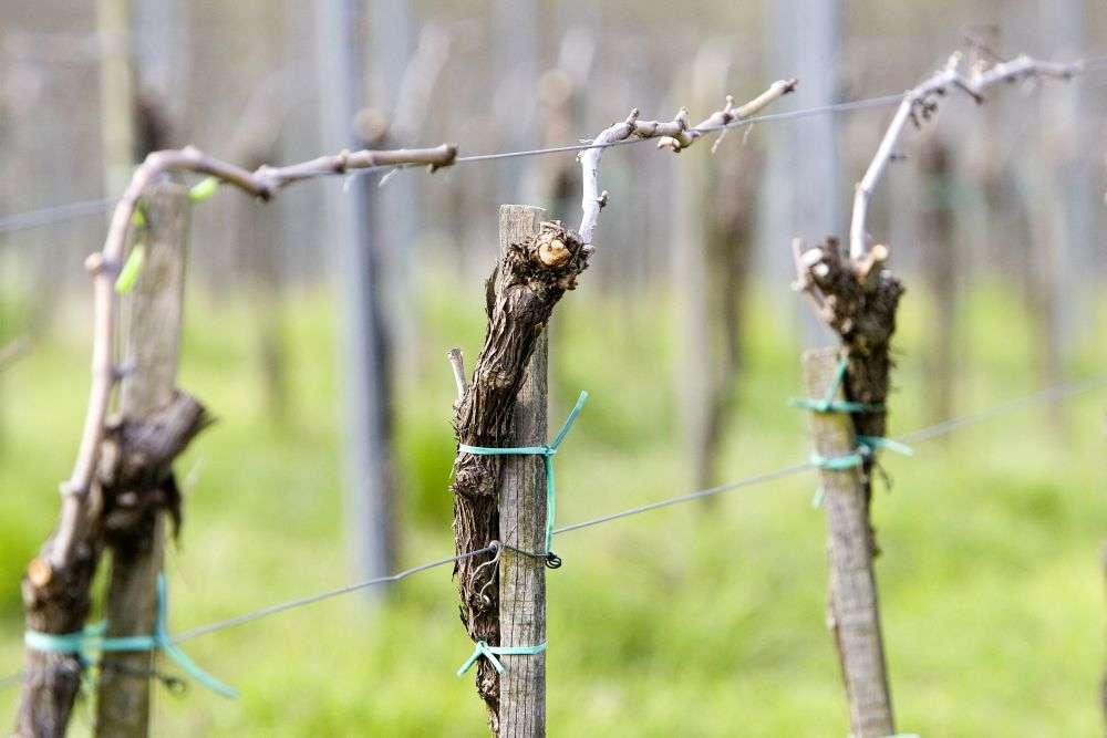 Vines in spring - Switzerland