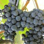 Healthy_Cabernet_Cortis_grapes