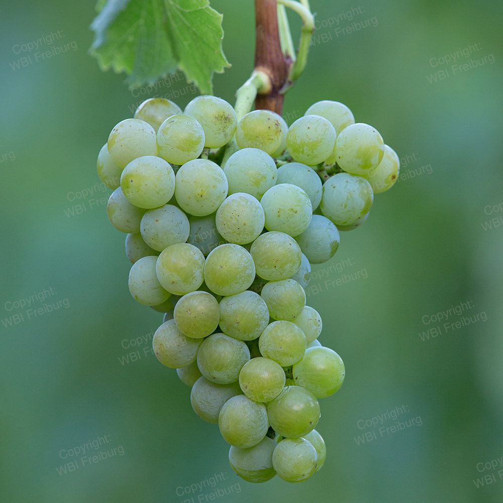 Muscaris grape