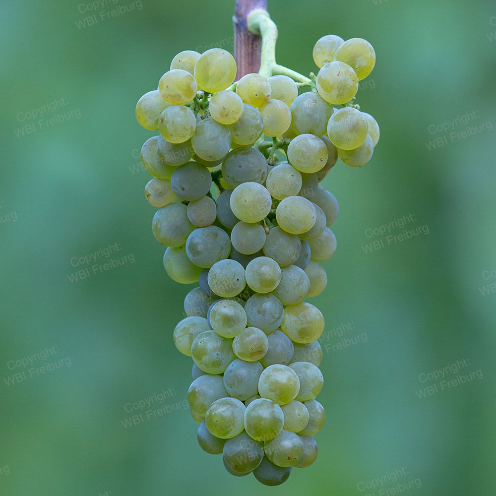 Solaris grape