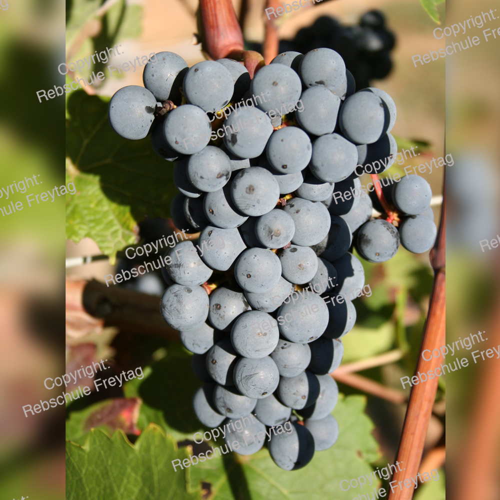 2131 Freytag raisin noir satiné