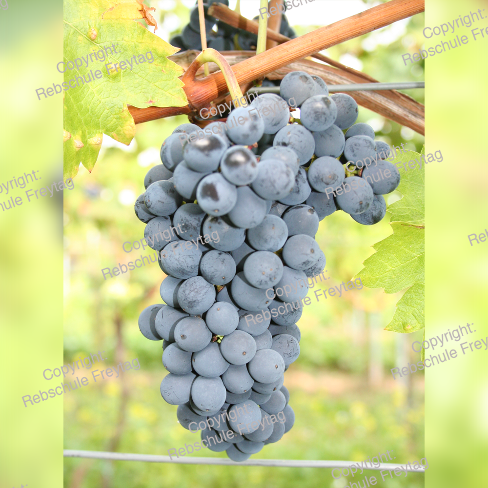 256 Cabertin grape Freytag